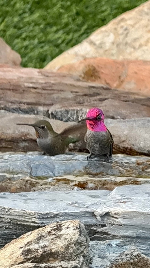 Anna’s Hummingbirds bathing in waterfall