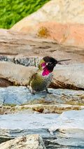 Anna’s Hummingbirds bathing in waterfall