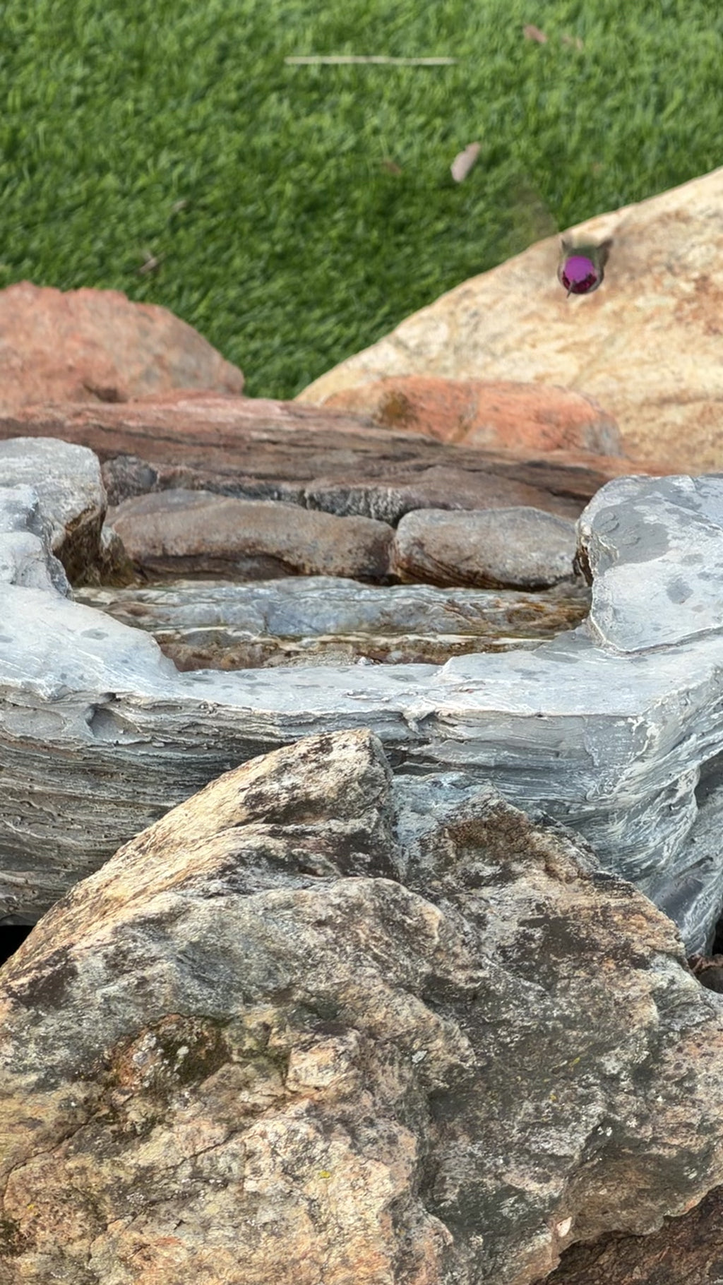 Anna’s Hummingbirds bathing in waterfall